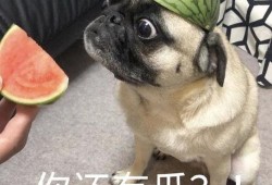 吃瓜表情包,揭秘网络时代的幽默密码